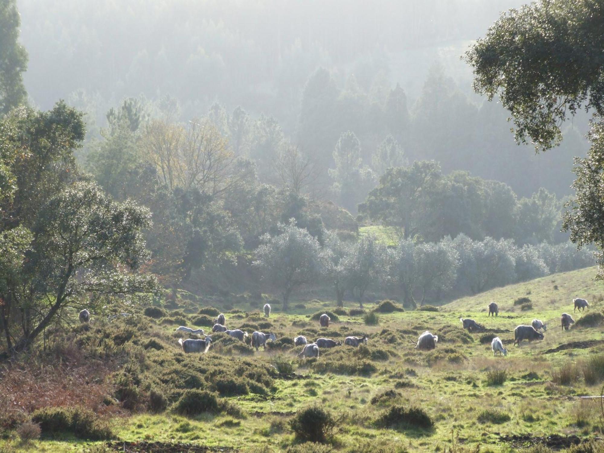 Vumba Agroturismo Arganil Kültér fotó