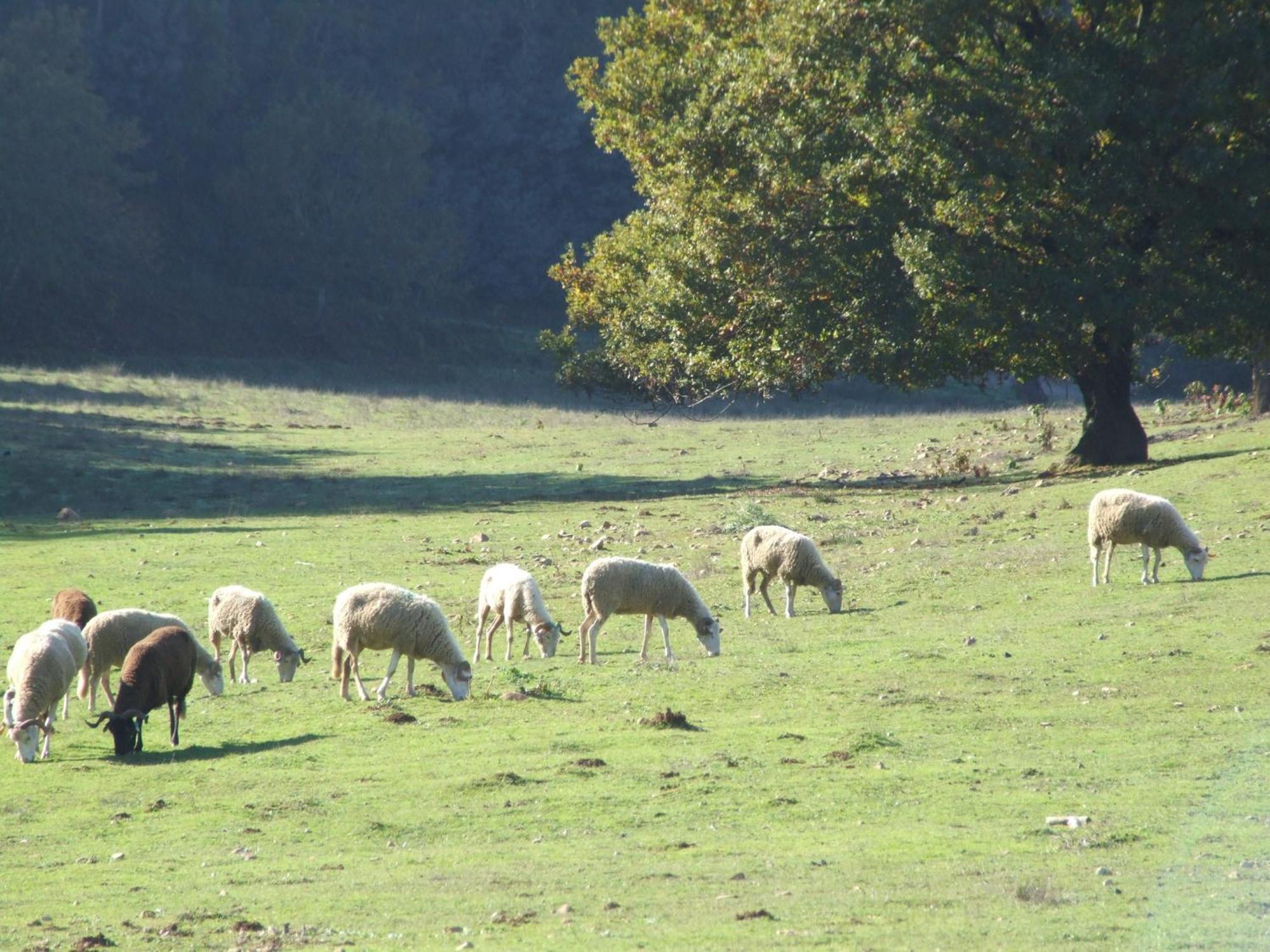 Vumba Agroturismo Arganil Kültér fotó